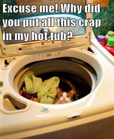 A tumblr blog features cats wearing clothing. Hot tub - Meme Guy