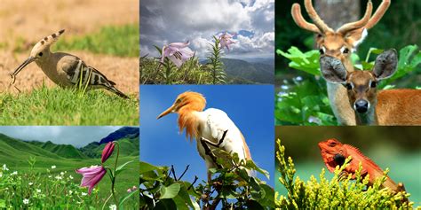 Flora And Fauna Manipur Tourism