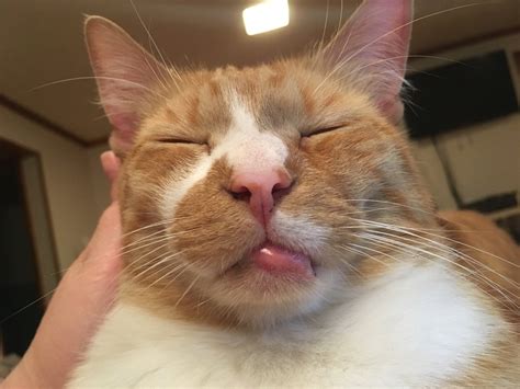 Cat Lip Swollen Allergies Cat Meme Stock Pictures And Photos