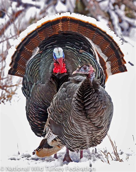Merriams Wild Turkey Photo 1