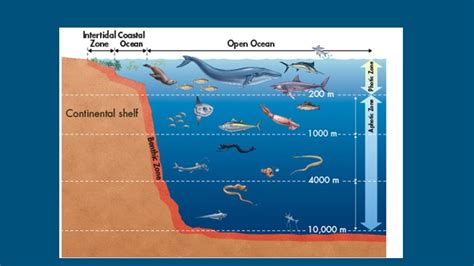 Marine Ecosystems Diagram Quizlet
