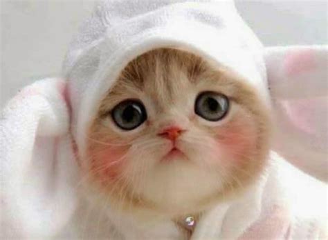 Wallpaper Lucu Gambar Kucing Comel - Kucing Anggora 1600x1178 Wallpaper