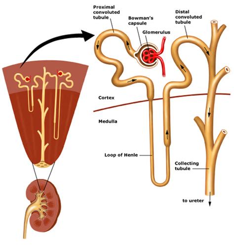 Label The Parts Of Nephron Labelled Diagram My Xxx Hot Girl