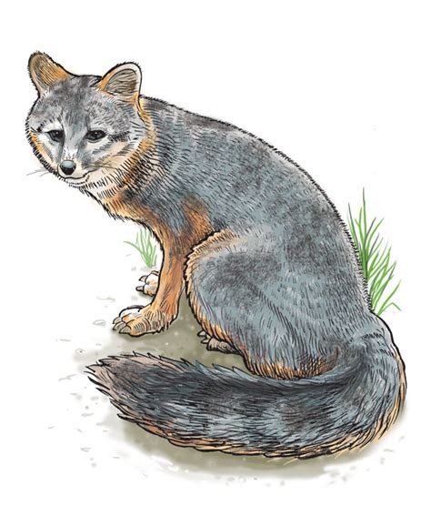 Gray Fox