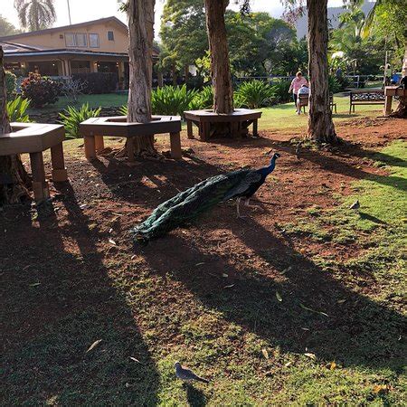 Smith's family garden luau on kauai if you hear kauai and luau in the same sentence then it is most certainly followed by smith family garden luau. Smith Family Garden Luau (Lihue) - All You Need to Know ...