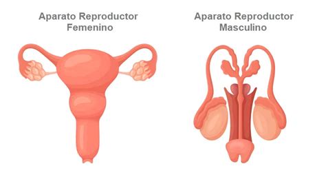 Sistema Reproductor Del Cuerpo Humano Porn Sex Picture