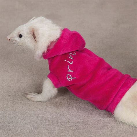 Ferrets In Sweaters 6 Pics