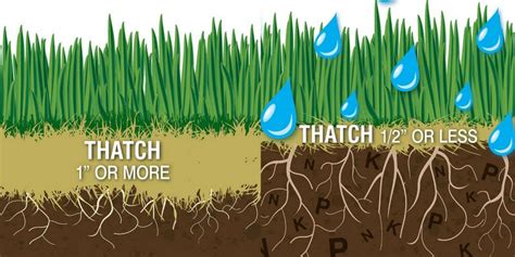 Sprinkle the lawn with fertilizer. What Is The Purpose Of Aerating Your Yard | TcWorks.Org