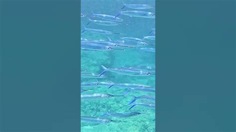 Epic Sparkling School Of ‘awa ‘aua Fish At Sharks Cove Hawaii Youtube