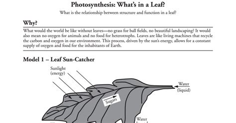 Pogil cellular respiration answer keyall education. Pogil Photosynthesis What S In A Leaf Answer Key ...