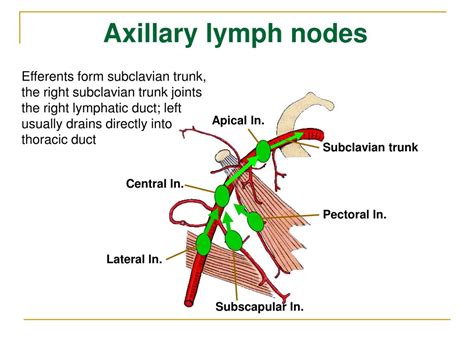 Level 2 Axillary Lymph Nodes