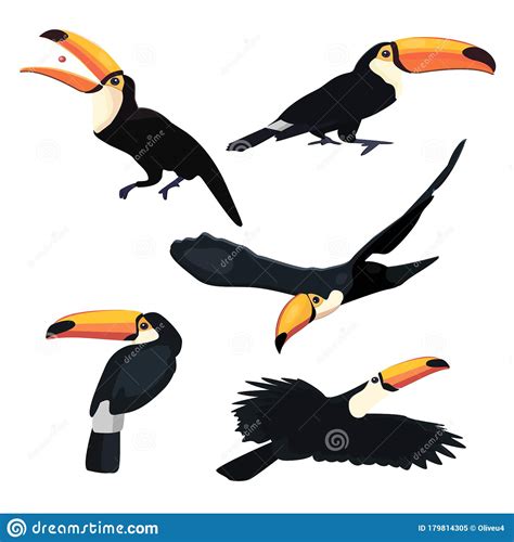 Set Of Toucan Tropical Bird With A Massive Bill And