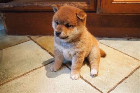 Check out our shiba inu baby selection for the very best in unique or custom, handmade pieces from our боди shops. baby shiba inu - Yahoo Image Search Results
