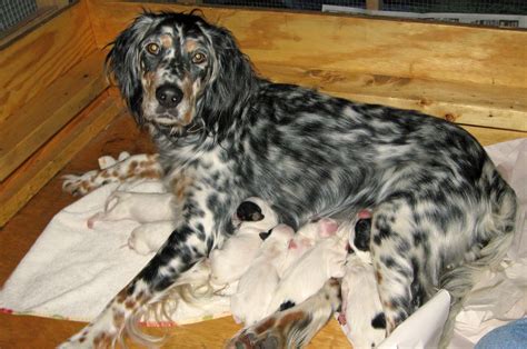 Check spelling or type a new query. Puppy Portraits | East Coast Llewellin Setters