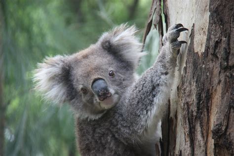 Finding Koalas In The Wild Aka Drop Bears Koala Australia Animals