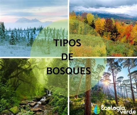 Tipos De Bosques Características Y Fotos Tipos De Bosques Bosque