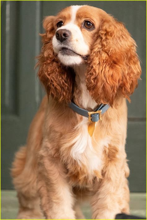 Photo Disneys Live Action Lady And Tramp Gets New Trailer 02 Photo 4371018 Just Jared