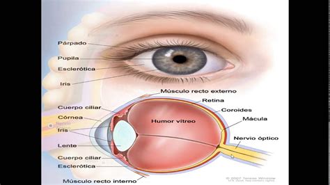 Anatomia Del Ojo Humano Partes Y Funcion Consejos Ojos