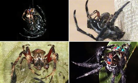Female Darwin Spiders 14 Times Larger Than Males Force