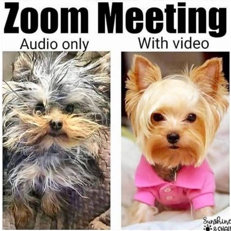 These hilarious zoom memes are way to real. Audio only? in 2020 | Meetings humor, Crazy funny memes ...