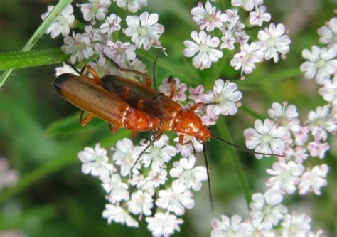 Common Red Soldier Beetle Rhagonycha Fulva Nen Gallery