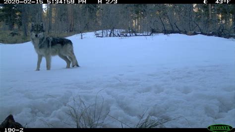 Field Notes Mexican Gray Wolf Recovery Efforts Winter