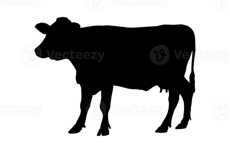 Cow Silhouette Isolated 24483604 Png