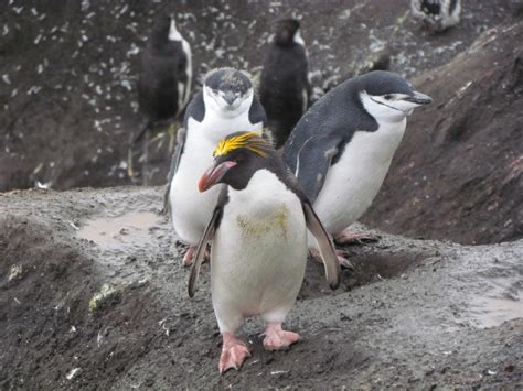 Macaroni Penguin Facts Pictures And More About The Macaroni Penguin
