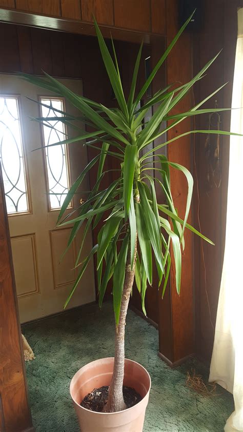 Yucca Plant Care Indoor Yellow Leaves Cwarte
