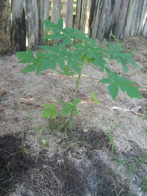 Plant fruit trees in areas with at least 3 feet of topsoil. Best Ways to Recycle and Compost Dog Waste for Free ...