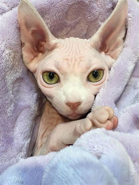 Meet Sphynx Cats The Most Adorable Hairless Felines In 2021 Cute