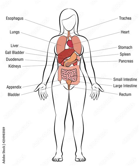 Diagram Internal Organ Female Anatomy Internal Organs Stomach Woman