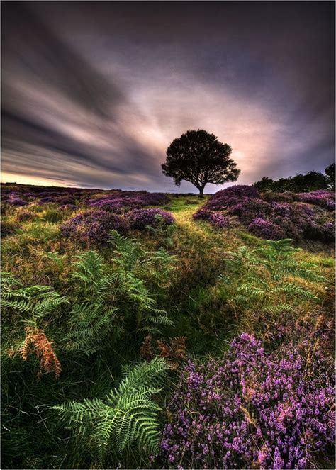 Into The Light North Yorkshire Moors In 2020 Beautiful Landscapes