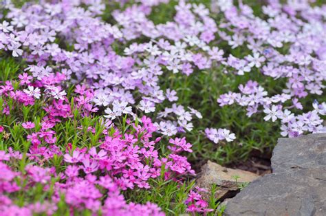15 Great Plants For Spring Blooms