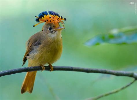 The Magnificent Atlantic Royal Flycatcher