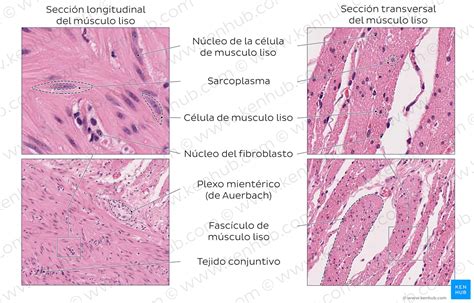 Tejido Muscular Tipos Y Funciones Kenhub