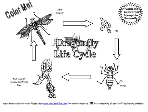 Life Cycle Of A Plant Coloring Page - Coloring Home