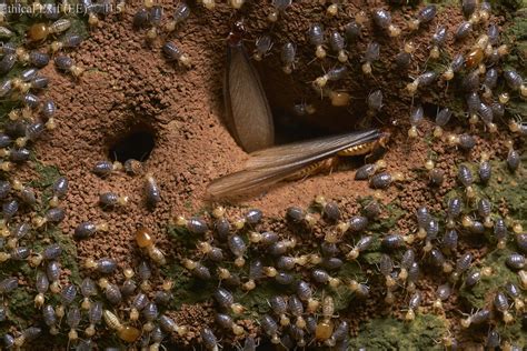 Termites Opening Up Nest To Winged Alates Photo From Refug Flickr