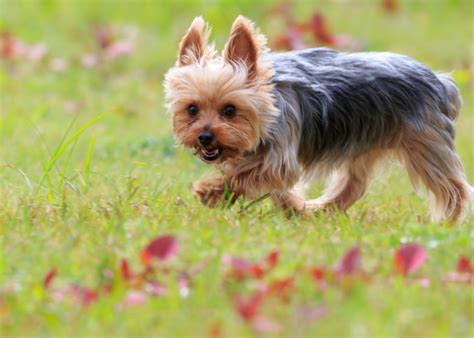 Most Popular Small Dog Breeds Stacker
