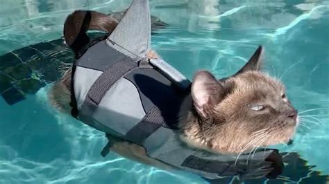 Difference Between Cats First Time Swimming With A Lifejacket And Now