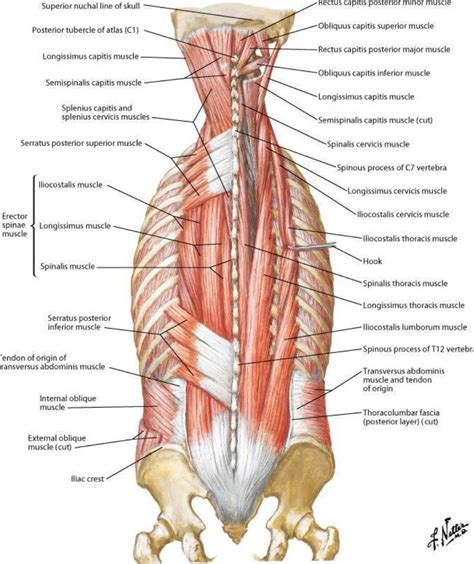 Anatomy Of Lumbar Muscles