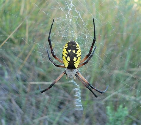 Garden spiders aren't aggressive nor are they prone to bite. 301 Moved Permanently