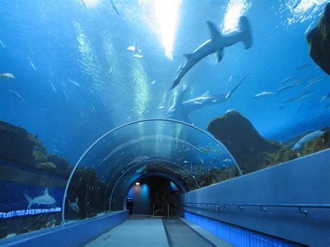 Ocean Voyager Tunnel Zoochat