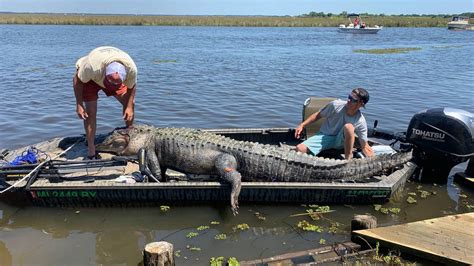 Possible Record Setting Alligator Caught In Jackson County Biloxi Sun