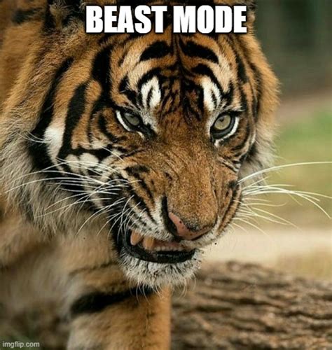 Tiger Funny Birthday Memes