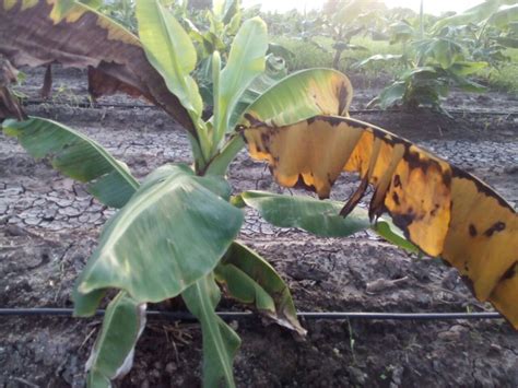 Cutworms and late blight in potato, banana weevils and banana xanthomonas wilt in banana, cassava whitefly and cassava mosaic disease in cassava, sweetpotato. PestNet > Summaries of Messages > Pests > Pests Entities ...