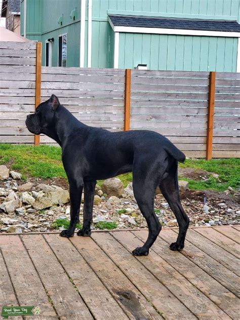 Cane Corso Stud Stud Dog In Or United States Breed Your Dog