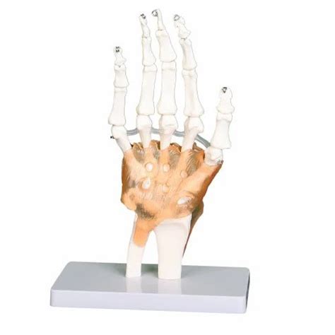 Kay Kay Pvc Hand Joint With Ligaments Model For Biological Lab Size
