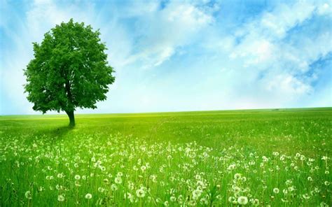 Free Download Download Beautiful Clean Green Nature Wallpaper Full Hd