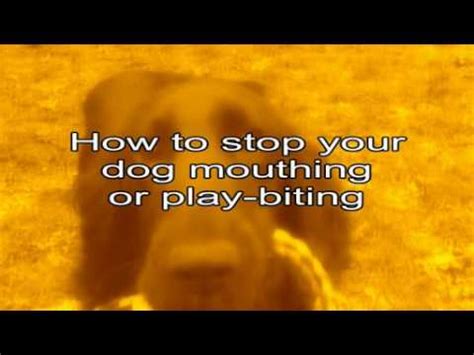 How to make your dog stop biting you. How to stop your dog biting and mouthing - YouTube